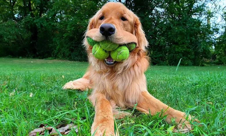 Cachorro Bate Recorde Mundial de Maior Número de Bolas de Tênis em Sua Boca—E Usuários das Redes Sociais Estão Empolgados Cachorro Bate Recorde Mundial de Maior Número de Bolas de Tênis em Sua Boca—E Usuários das Redes Sociais Estão Empolgados