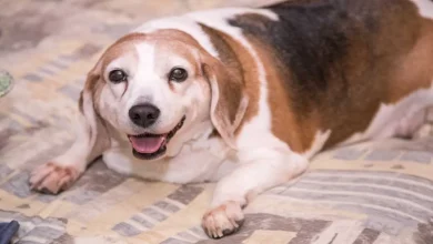 Cão Obeso Que Pesava Três Vezes Mais Que um Cachorro Saudável Fez uma Transformação Radical