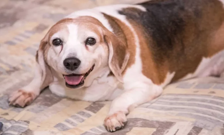 Cão Obeso Que Pesava Três Vezes Mais Que um Cachorro Saudável Fez uma Transformação Radical Cão Obeso Que Pesava Três Vezes Mais Que um Cachorro Saudável Fez uma Transformação Radical