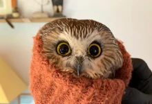 Um Milagre na Rua 34 para a Pequena Coruja Encontrada Escondida na Árvore de Natal do Rockefeller