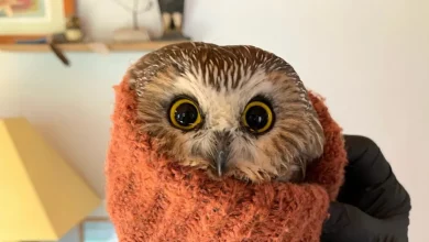 Um Milagre na Rua 34 para a Pequena Coruja Encontrada Escondida na Árvore de Natal do Rockefeller
