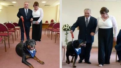 Após o Noivo Conhecer a Futuro Esposa em um Centro de Resgate de Cães, Eles Fazem do Rottweiler o Padrinho do Casamento