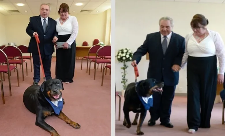 Após o Noivo Conhecer a Futuro Esposa em um Centro de Resgate de Cães, Eles Fazem do Rottweiler o Padrinho do Casamento Após o Noivo Conhecer a Futuro Esposa em um Centro de Resgate de Cães, Eles Fazem do Rottweiler o Padrinho do Casamento