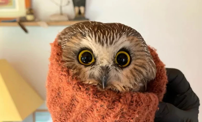 Um Milagre na Rua 34 para a Pequena Coruja Encontrada Escondida na Árvore de Natal do Rockefeller Um Milagre na Rua 34 para a Pequena Coruja Encontrada Escondida na Árvore de Natal do Rockefeller