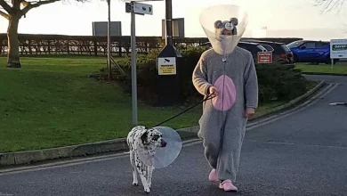 Veterinário Dedicado Vestiu Macacão de Rato para Acalmar Cão Ansioso