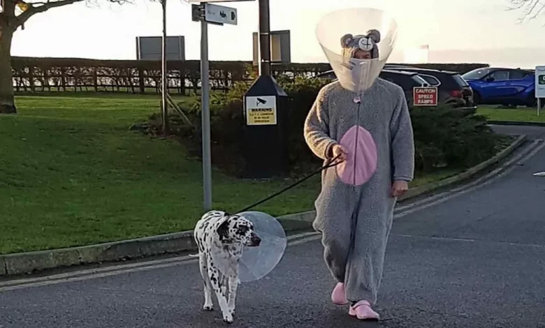 Veterinário Dedicado Vestiu Macacão de Rato para Acalmar Cão Ansioso Veterinário Dedicado Vestiu Macacão de Rato para Acalmar Cão Ansioso