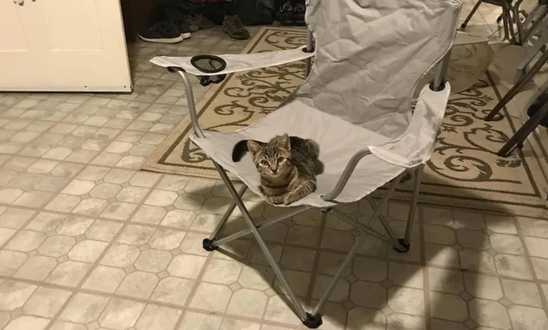 Homem chega em casa e encontra um gato esperando por ele – Mas ele nunca teve um gato Homem chega em casa e encontra um gato esperando por ele – Mas ele nunca teve um gato