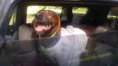 Quando Cachorro é Encontrado a 3.200 km de Casa, 20 Estranhos Diferentes o Trazem de Volta