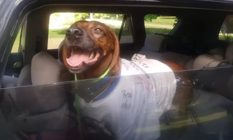 Quando Cachorro é Encontrado a 3.200 km de Casa, 20 Estranhos Diferentes o Trazem de Volta Quando Cachorro é Encontrado a 3.200 km de Casa, 20 Estranhos Diferentes o Trazem de Volta