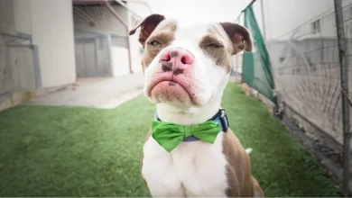 Ninguém reparou neste cão de abrigo por semanas — até que alguém o fotografou