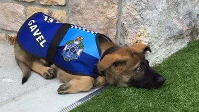 Filhote Considerado “Amigável Demais” para o Trabalho na Polícia Encontra Novo Emprego Apropriado