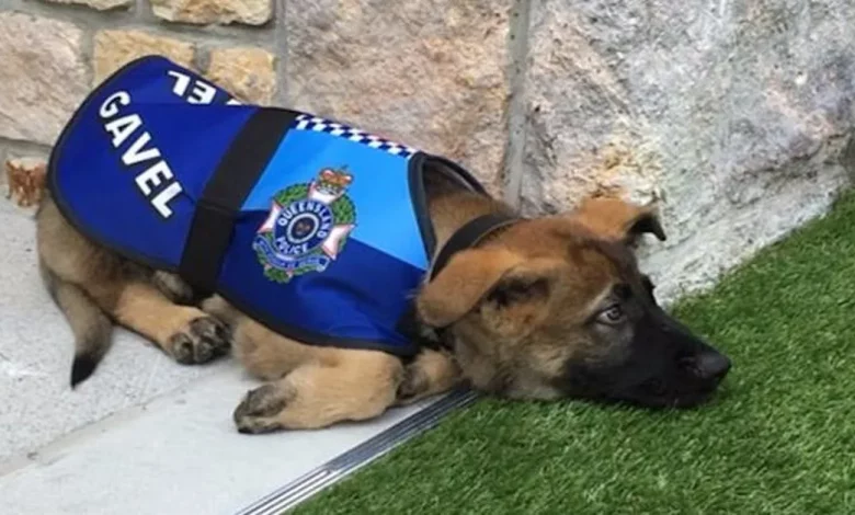 Filhote Considerado “Amigável Demais” para o Trabalho na Polícia Encontra Novo Emprego Apropriado Filhote Considerado “Amigável Demais” para o Trabalho na Polícia Encontra Novo Emprego Apropriado