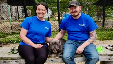 Para o aniversário de 40 anos de sua esposa, ele pagou a adoção de 40 cães de abrigo