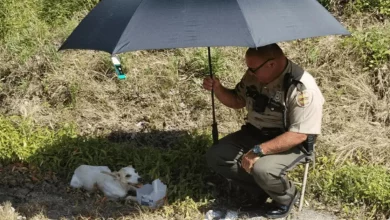 Mulher é Emocionada pela Bondade de Policial por Cachorro Isolado Durante a Onda de Calor