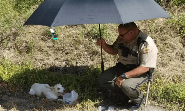 Mulher é Emocionada pela Bondade de Policial por Cachorro Isolado Durante a Onda de Calor Mulher é Emocionada pela Bondade de Policial por Cachorro Isolado Durante a Onda de Calor