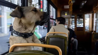 Este cão de rua teve acesso gratuito ao transporte público da cidade até encontrar um lar permanente