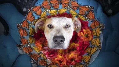 Fotógrafa Ajuda Cães a Serem Adotados com Brilhantes “Cone da Fama”