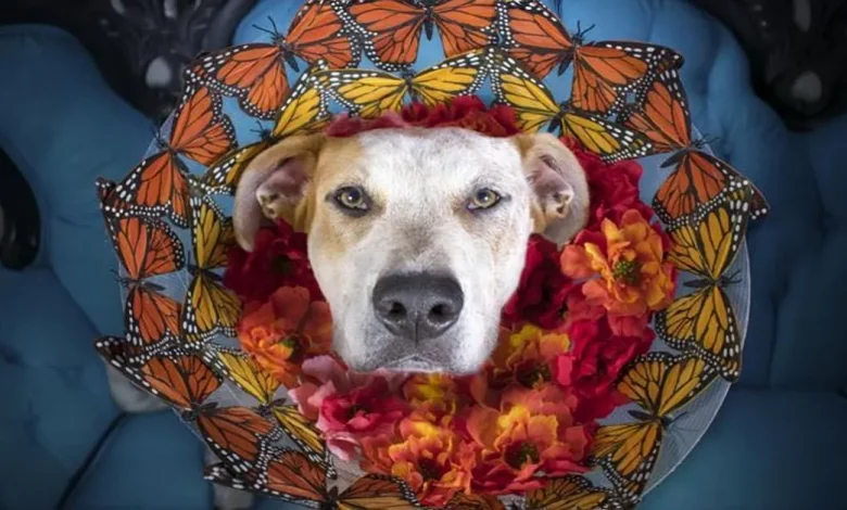 Fotógrafa Ajuda Cães a Serem Adotados com Brilhantes “Cone da Fama” Fotógrafa Ajuda Cães a Serem Adotados com Brilhantes “Cone da Fama”