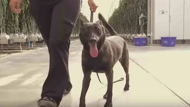 Chili Se Tornou o Primeiro Cão Certificado Para Proteger Nossas Lavouras de Pragas