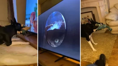 Cachorro segurando brinquedo de ‘dinossauro’ e assistindo nervosamente a ‘Jurassic Park’ está desesperado para salvar os ‘humanos’