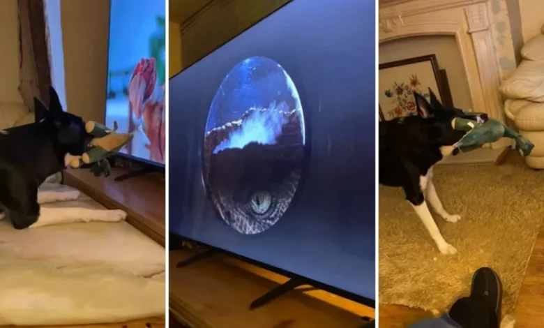 Cachorro segurando brinquedo de ‘dinossauro’ e assistindo nervosamente a ‘Jurassic Park’ está desesperado para salvar os ‘humanos’ Cachorro segurando brinquedo de ‘dinossauro’ e assistindo nervosamente a ‘Jurassic Park’ está desesperado para salvar os ‘humanos’