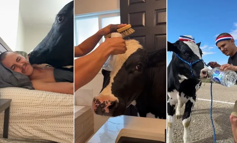 Homem compartilha rotina matinal hilária com sua vaca de estimação, e é simplesmente adorável Homem compartilha rotina matinal hilária com sua vaca de estimação, e é simplesmente adorável