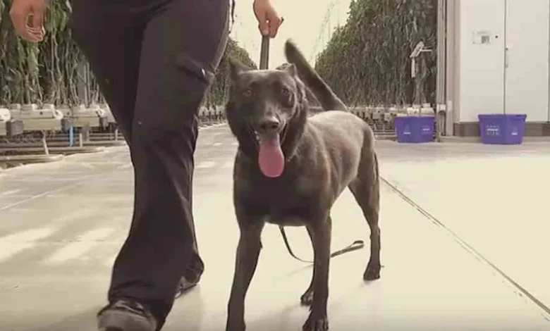 Chili Se Tornou o Primeiro Cão Certificado Para Proteger Nossas Lavouras de Pragas Chili Se Tornou o Primeiro Cão Certificado Para Proteger Nossas Lavouras de Pragas
