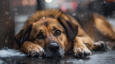 Havia um cachorro vivo deitado na neve molhada perto do templo, enquanto os fiéis apenas passavam por ele.