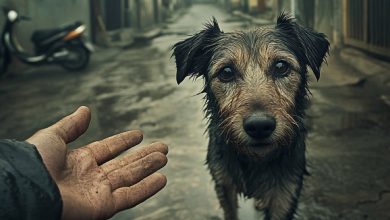 Um cachorro misterioso perseguia incansavelmente um homem… Quando ele descobriu o motivo da vigilância, as lágrimas vieram involuntariamente.