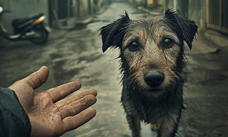 Um cachorro misterioso perseguia incansavelmente um homem… Quando ele descobriu o motivo da vigilância, as lágrimas vieram involuntariamente. Um cachorro misterioso perseguia incansavelmente um homem… Quando ele descobriu o motivo da vigilância, as lágrimas vieram involuntariamente.