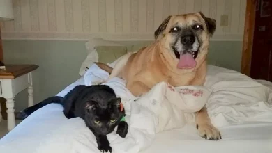 Cachorro Encontra Gato Perdido Escondido No Piso 2 Meses Após Incêndio Na Casa