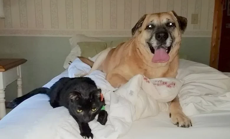 Cachorro Encontra Gato Perdido Escondido No Piso 2 Meses Após Incêndio Na Casa Cachorro Encontra Gato Perdido Escondido No Piso 2 Meses Após Incêndio Na Casa