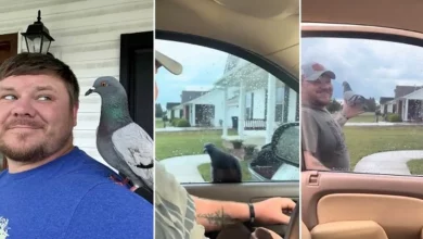 Um homem uma vez deu água a um pombo sedento no quintal de sua casa. Agora o pombo não o deixa ir a lugar nenhum sem ele.