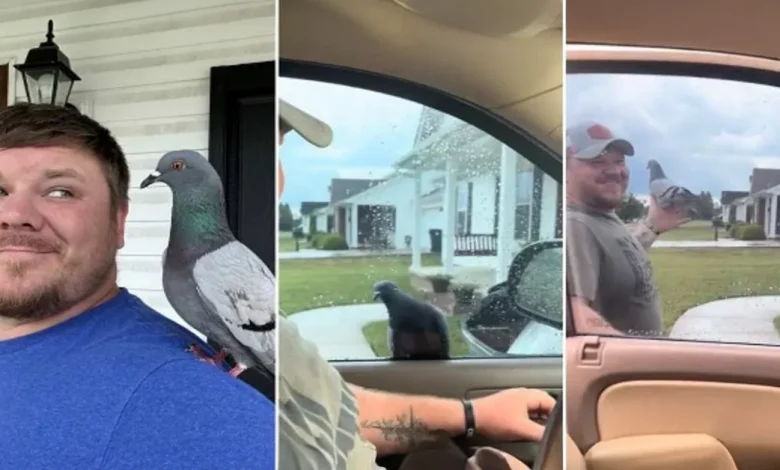Um homem uma vez deu água a um pombo sedento no quintal de sua casa. Agora o pombo não o deixa ir a lugar nenhum sem ele. Um homem uma vez deu água a um pombo sedento no quintal de sua casa. Agora o pombo não o deixa ir a lugar nenhum sem ele.