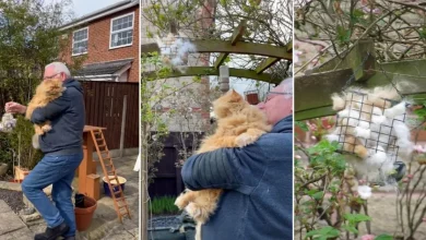 Papai de gatos está deixando o pelo de seus adoráveis animais de estimação no jardim por um motivo encantador