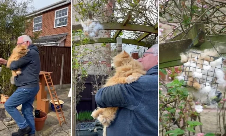 Papai de gatos está deixando o pelo de seus adoráveis animais de estimação no jardim por um motivo encantador Papai de gatos está deixando o pelo de seus adoráveis animais de estimação no jardim por um motivo encantador