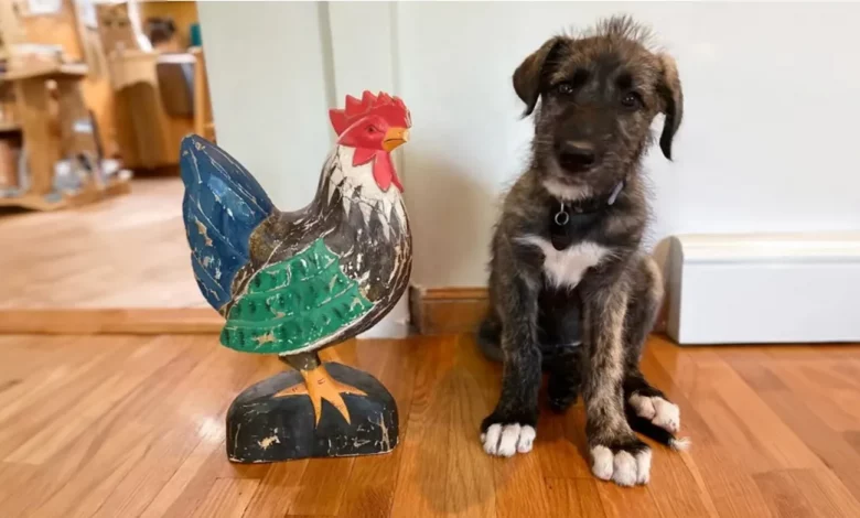 Gigante Fofinha Visita Abrigo de Animais Local Todos os Dias e Transforma Vidas Gigante Fofinha Visita Abrigo de Animais Local Todos os Dias e Transforma Vidas