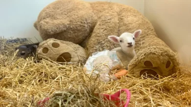 Carneirinho Resgatado Faz Companhia Com Um Grande Urso de Pelúcia Para Se Sentir Melhor