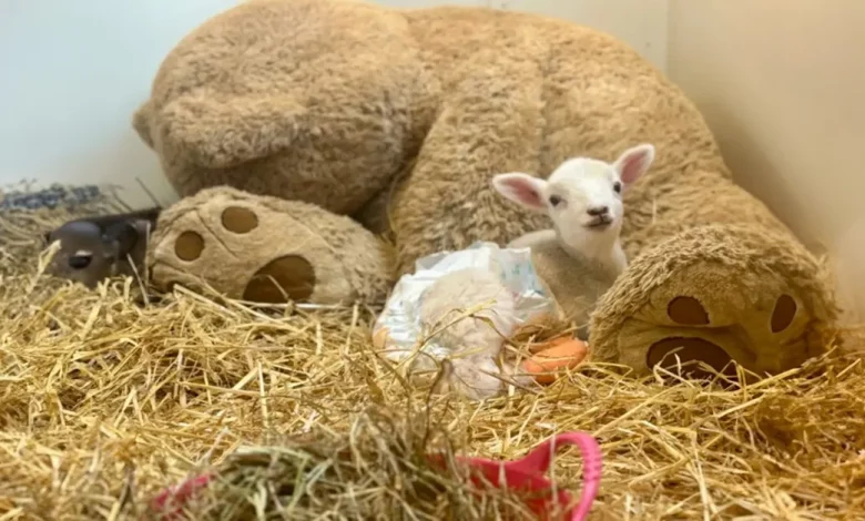 Carneirinho Resgatado Faz Companhia Com Um Grande Urso de Pelúcia Para Se Sentir Melhor Carneirinho Resgatado Faz Companhia Com Um Grande Urso de Pelúcia Para Se Sentir Melhor