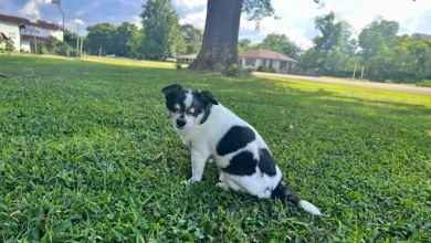Uma História Comovente de um Cachorro Cego Ficando Animado ao Sentir a Presença da Sua Pessoa Favorita