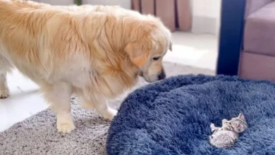 Golden Retriever Luta Hilariamente e Adoravelmente com Gatinho em Sua Cama
