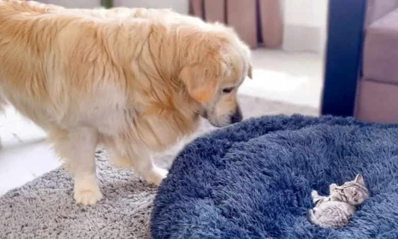 Golden Retriever Luta Hilariamente e Adoravelmente com Gatinho em Sua Cama Golden Retriever Luta Hilariamente e Adoravelmente com Gatinho em Sua Cama