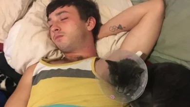 Homem Faz para Si Mesmo um ‘Cone da Vergonha’ para que Seu Gato Não Fique Envergonhado