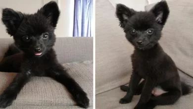 Meu nome é Gizmo. Não, não o Gremlin. Meu noivo e eu estamos juntos há 10 anos…