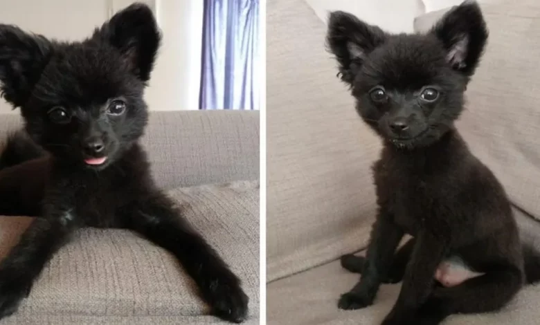 Meu nome é Gizmo. Não, não o Gremlin. Meu noivo e eu estamos juntos há 10 anos… Meu nome é Gizmo. Não, não o Gremlin. Meu noivo e eu estamos juntos há 10 anos…