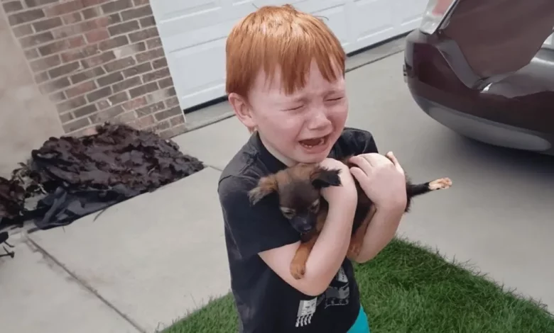 Garotinho chora de alegria ao ser surpreendido com um filhote de cachorro pela família Garotinho chora de alegria ao ser surpreendido com um filhote de cachorro pela família