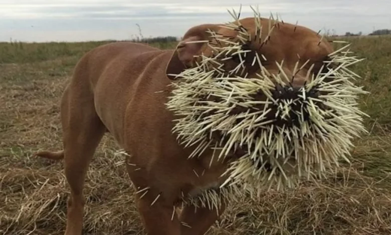 O CACHORRO DE ESTIMAÇÃO VIROU UM ‘CACTO’ DEPOIS DE UM PASSEIO, O DONO CORRE PARA O HOSPITAL – ARRANCAR OS ESPINHOS FOI UM ERRO O CACHORRO DE ESTIMAÇÃO VIROU UM ‘CACTO’ DEPOIS DE UM PASSEIO, O DONO CORRE PARA O HOSPITAL – ARRANCAR OS ESPINHOS FOI UM ERRO