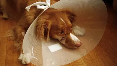 Mulher Conquista Direito de Usar Licença Parental para Cuidar de Cachorro