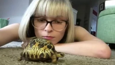 Mulher passa 3 anos cuidando de tartaruga “alma gêmea” e tem uma história notável para contar
