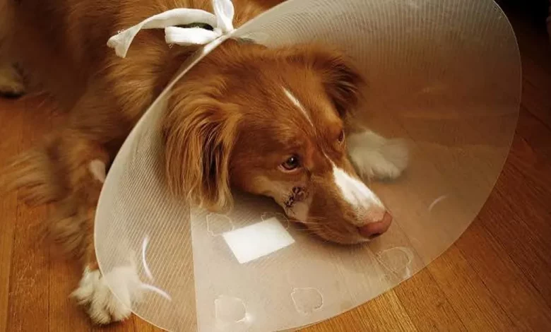 Mulher Conquista Direito de Usar Licença Parental para Cuidar de Cachorro Mulher Conquista Direito de Usar Licença Parental para Cuidar de Cachorro